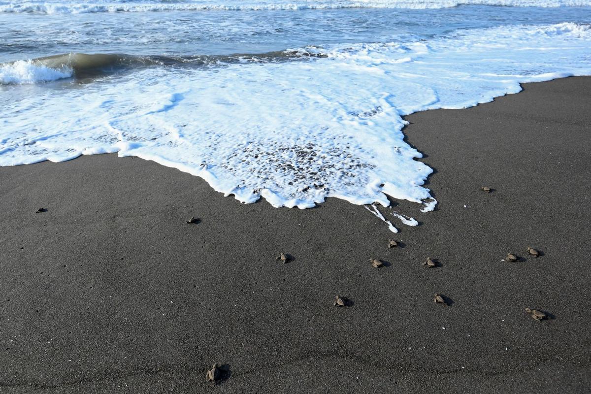 Crías de tortuga negra (Chelonia mydas agassizzii) se dirigen hacia el mar tras de ser liberadas en la playa de Sipacate, a unos 135 km al sur de Ciudad de Guatemala, el 19 de octubre de 2022.