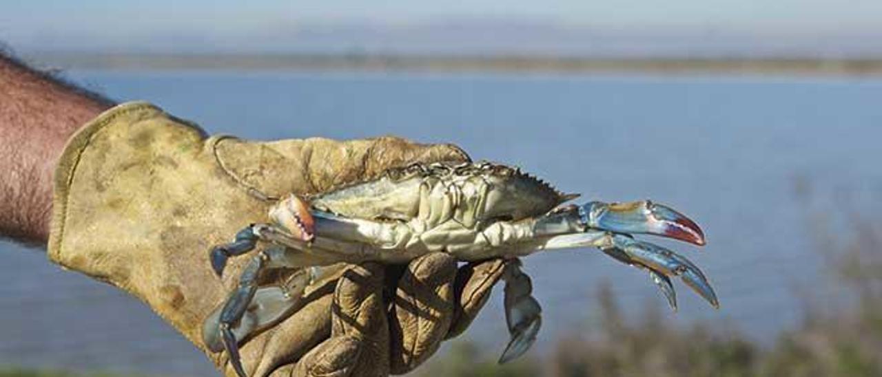 El cangrejo azul es muy voraz.