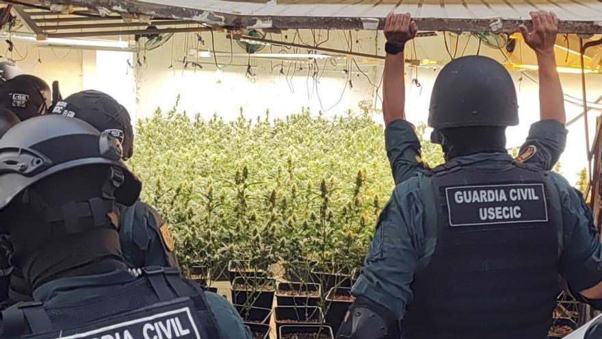 Cinco invernaderos de marihuana ocultos en viviendas de San Javier: 1.550 plantas y ocho detenidos