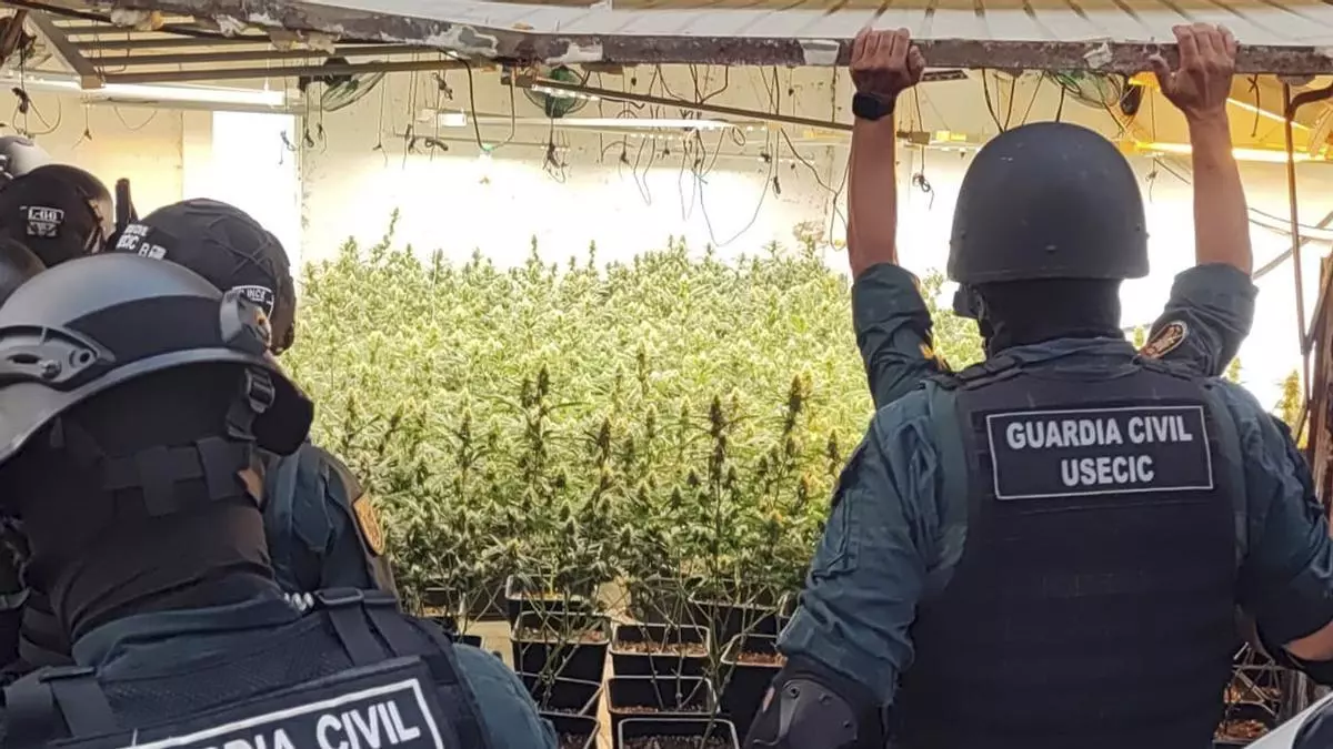 Cae un clan familiar que ocupaba viviendas bancarias para cultivar marihuana en San Javier