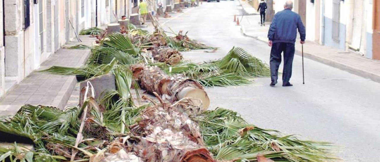 El gobierno de Teulada corta las palmeras sanas de su centro histórico