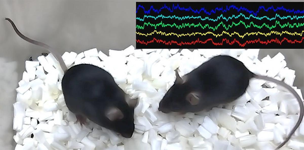 Los animales interactúan socialmente con los demás y generan oscilaciones eléctricas específicas en el cerebro.