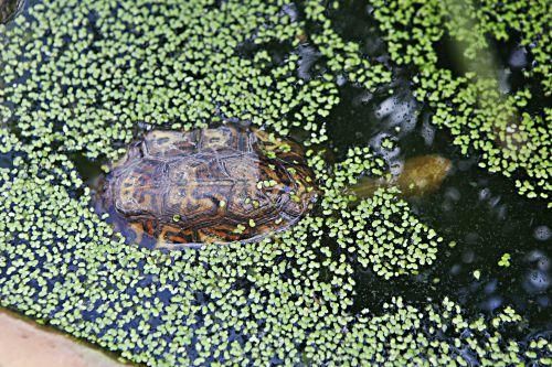 Rechtliches Tauziehen um tausend Schildkröten