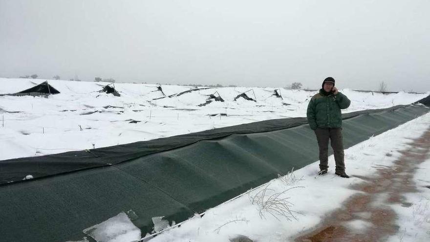 La lona derribada por el peso del hielo en la explotación de caracoles de Andavías.