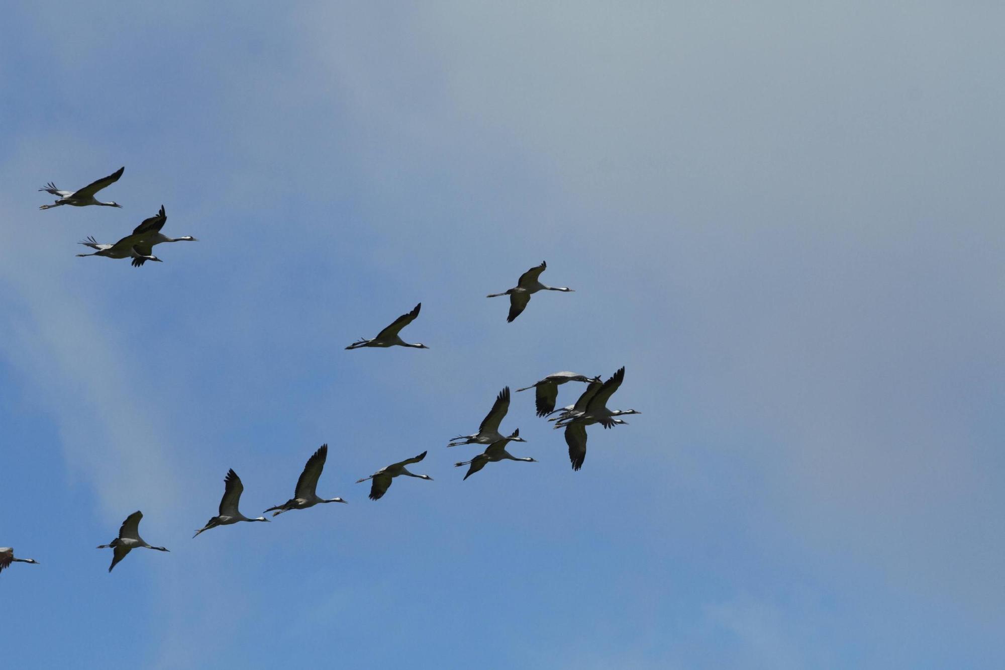25.000 grullas levantan vuelo desde la alberca de Alboré