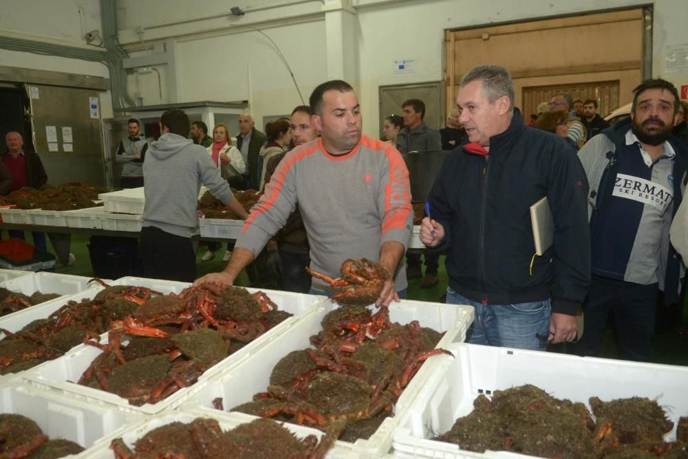 Comienza la campaña del centollo en Arousa