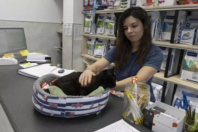 Más de 12.000 mascotas en Ontinyent
