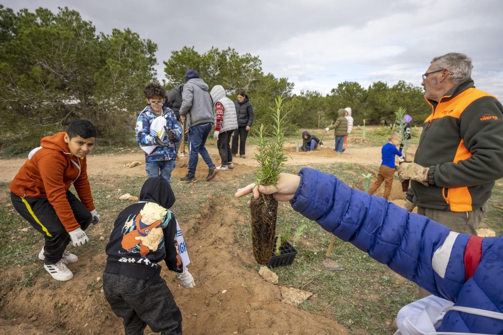 Jornada escolar plantación de especies autóctonas junto al parque natural de las lagunas de Torrevieja y La Mata