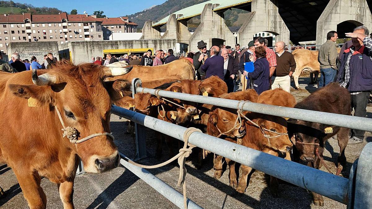 La última feria ganadera del Rosario, celebrada en el año 2019.