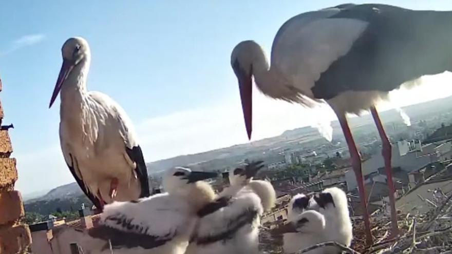 Rande, Cíes y Vigo son los tres cigoniños que viven con sus padres en un campanario de Navarra.