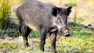 Conejos y jabalís se expanden sin control por la proliferación de parcelas abandonadas