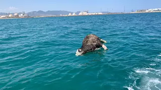 Hallazgo sorprendente frente a la costa de Castelló: una vaca muerta flotando