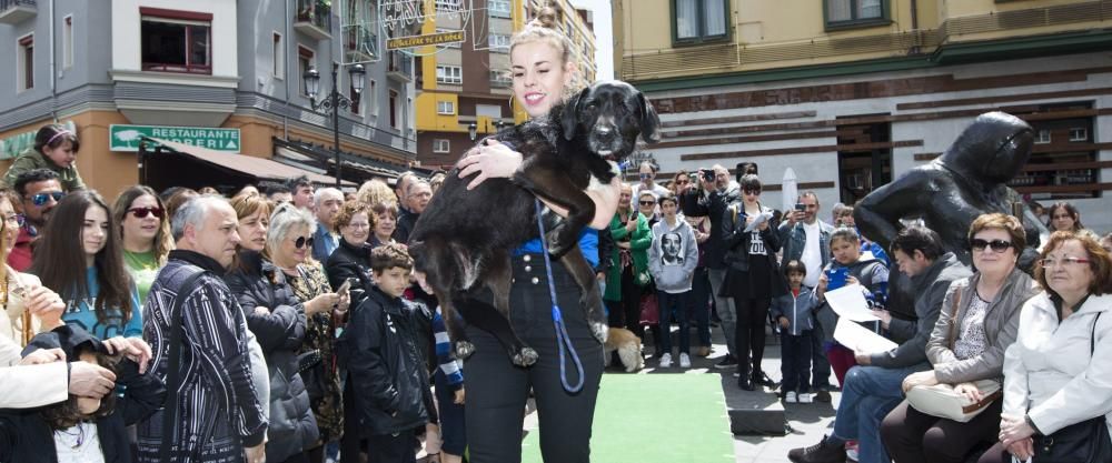 Desfile de perros en adopción en la calle Gascona de Oviedo