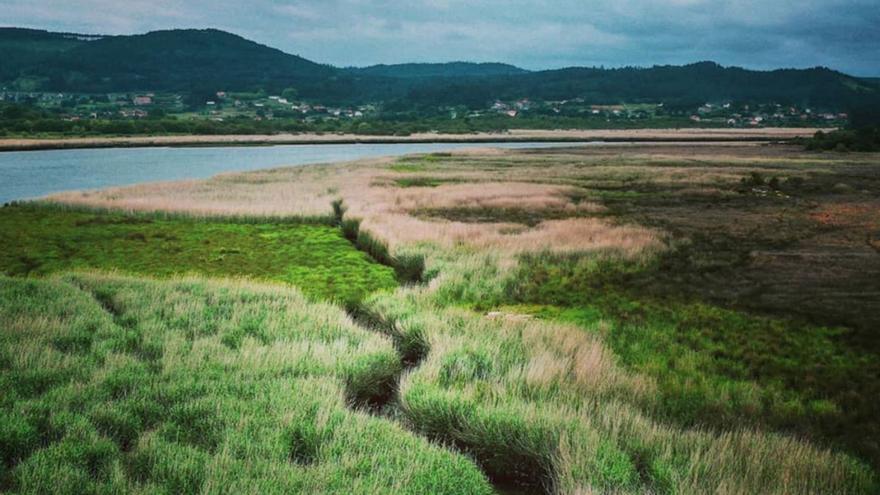 As Brañas de Laíño é unha das zonas húmidas máis grandes de Galicia, protexida pola Rede Natura 2000  | // CEDIDA