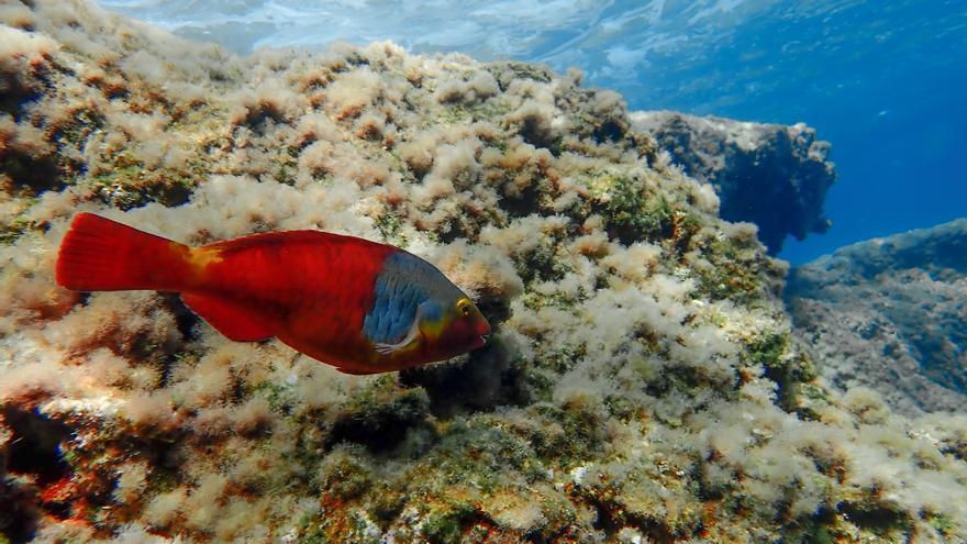 Peces del Atlántico que llegan al litoral balear para quedarse