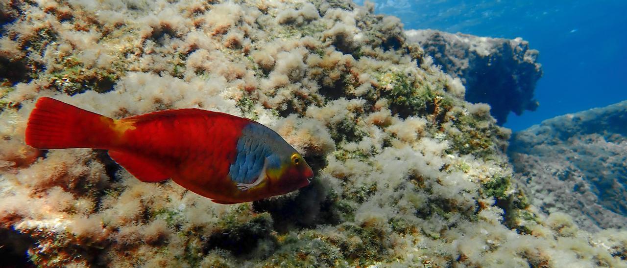 Peces del Atlántico que llegan al litoral balear para quedarse - Diario de  Mallorca