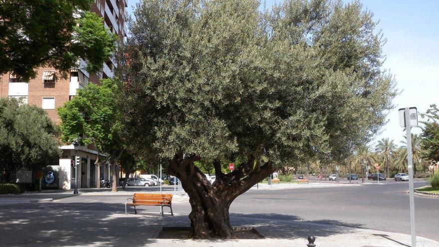 Foto de un árbol en Sant Marcel·lí.