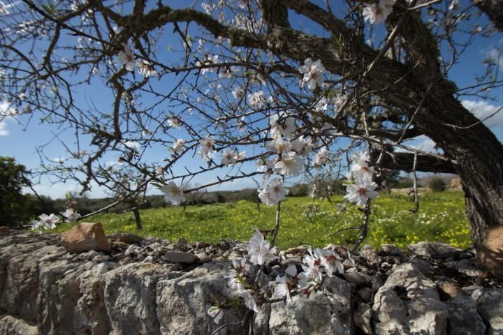 Mandelblüte auf Mallorca