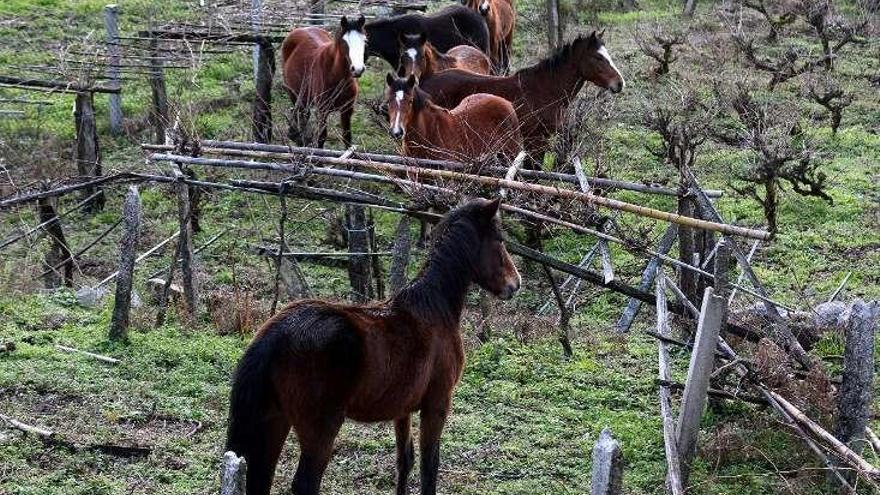 Caballos salvajes en unas viñas de Pontesampaio. // R. Vázquez