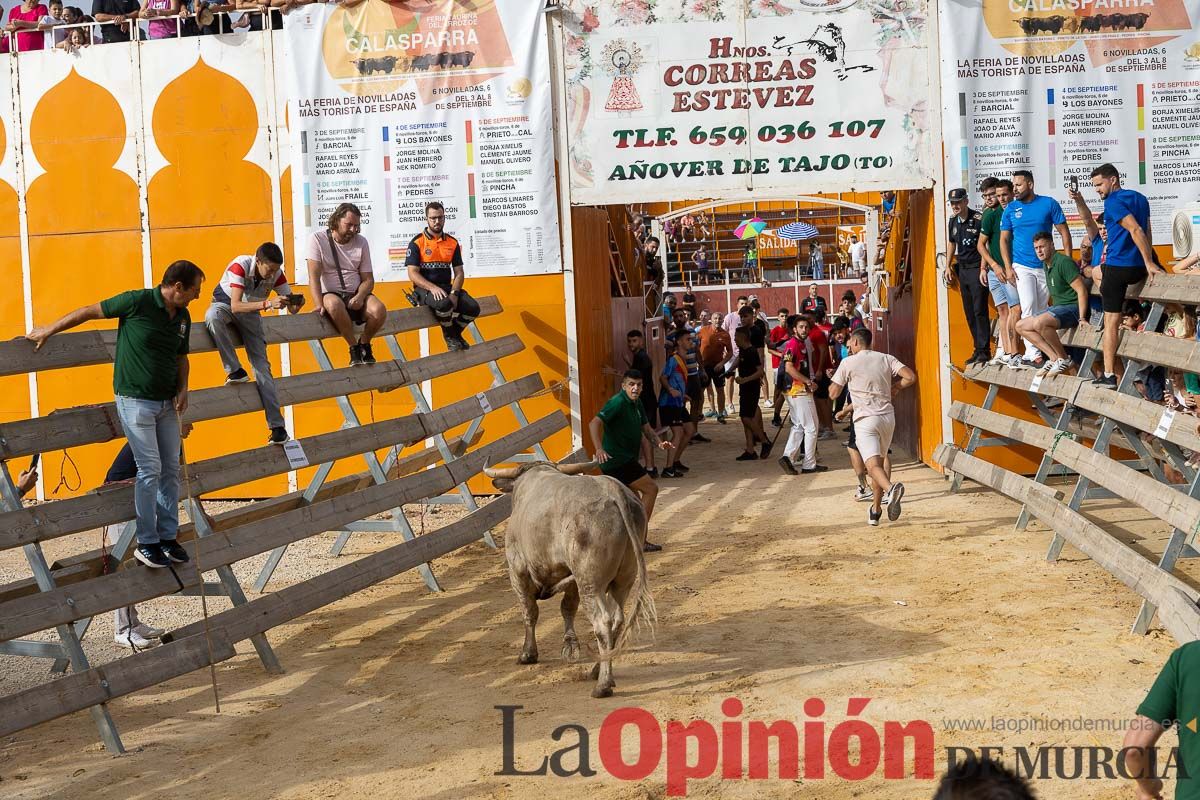 Segundo encierro de la Feria Taurina del Arroz en Calasparra