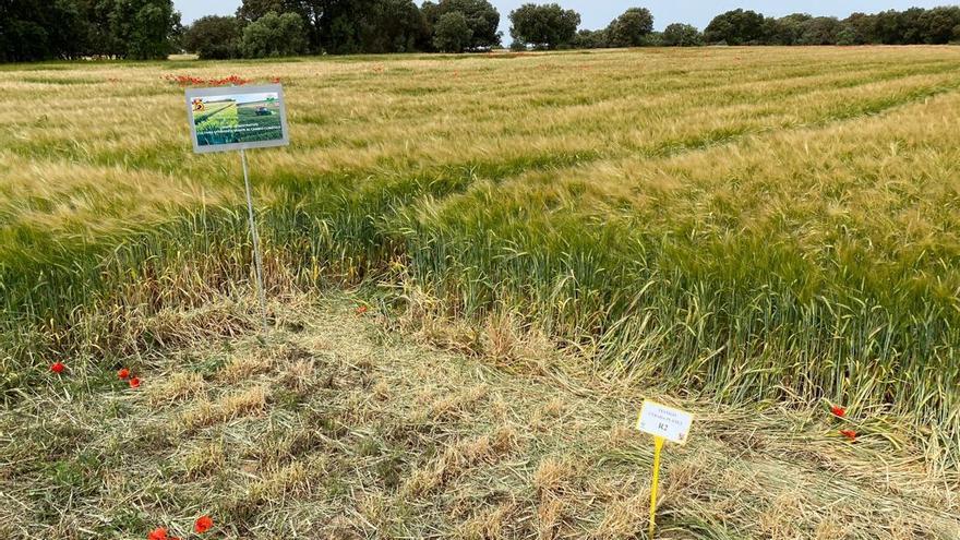 Campos de cultivo en la comarca Hoya de Huesca donde se lleva a cabo el proyecto