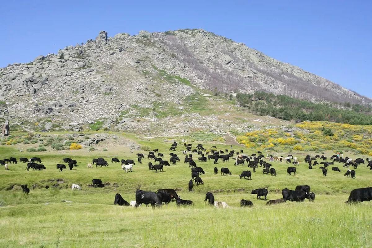 Vacas de raza avileña negra ibérica pacen el Puerto del Pico (Ávila).