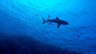 Una de cada diez especies marinas está en peligro de extinción