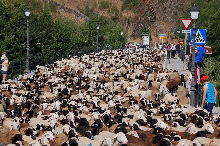 Las ovejas "toman" Puebla de Sanabria