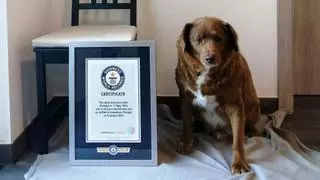 ¡Rompiendo récords! Conoce a Bobi, el perro más viejo del mundo que desafía al tiempo