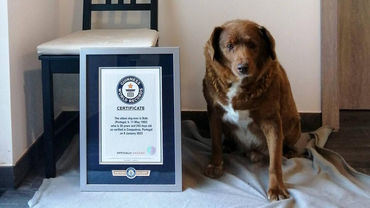 El secreto de la longevidad: Descubre la asombrosa historia de Bobi, el perro más viejo del mundo