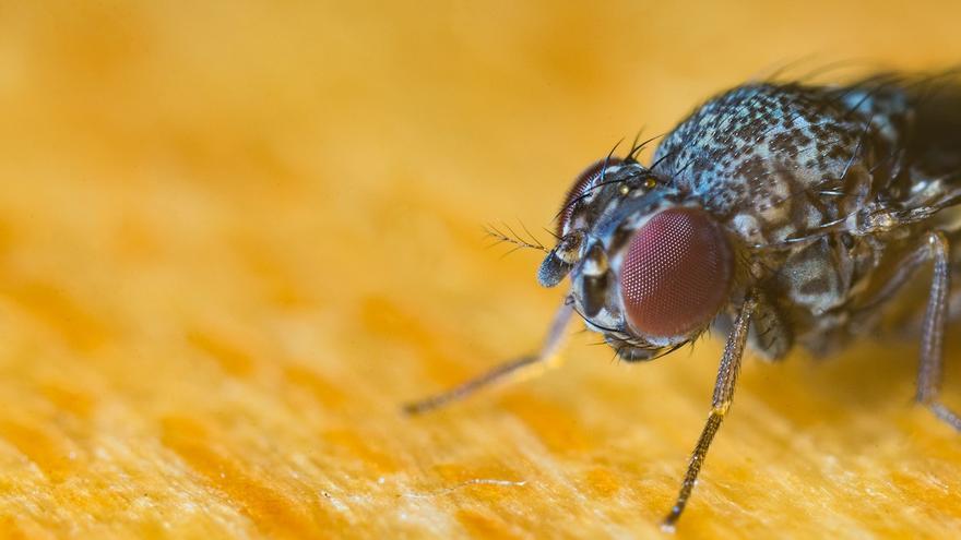 Alerta por una plaga de mosca negra en Murcia: qué hacer en caso de morderdura
