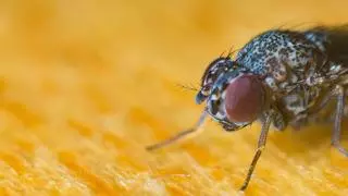 La mosca negra vuelve a España: ¿transmiten alguna enfermedad? ¿Qué hacer si nos pica?