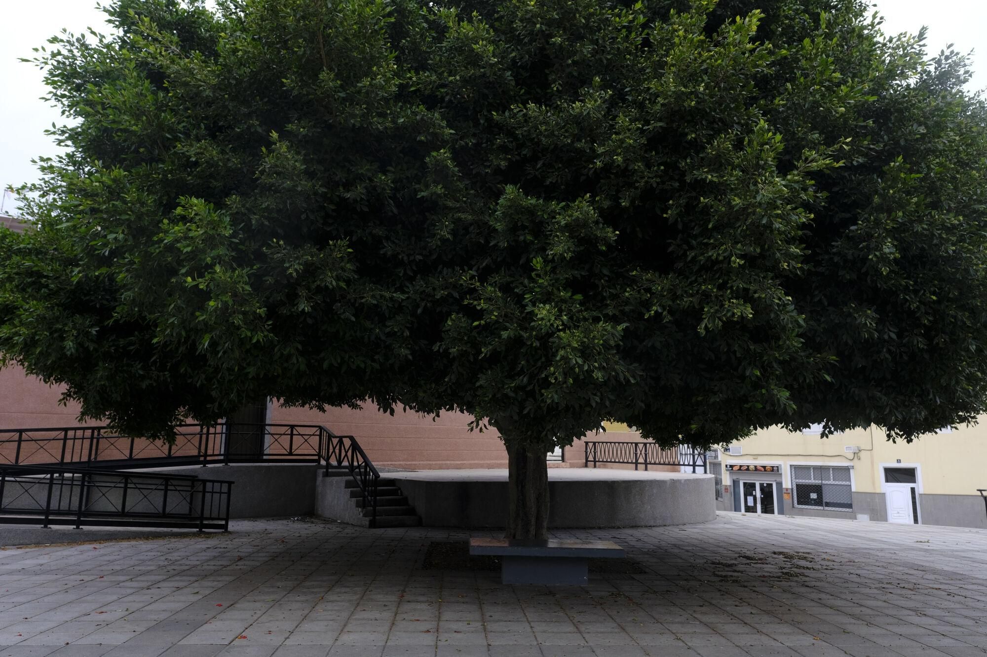 Mal estado de las zonas verdes en Las Torres