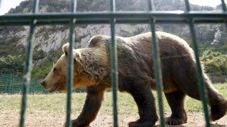 La osa «Paca» en el cercado de Santo Adriano. | luisma murias