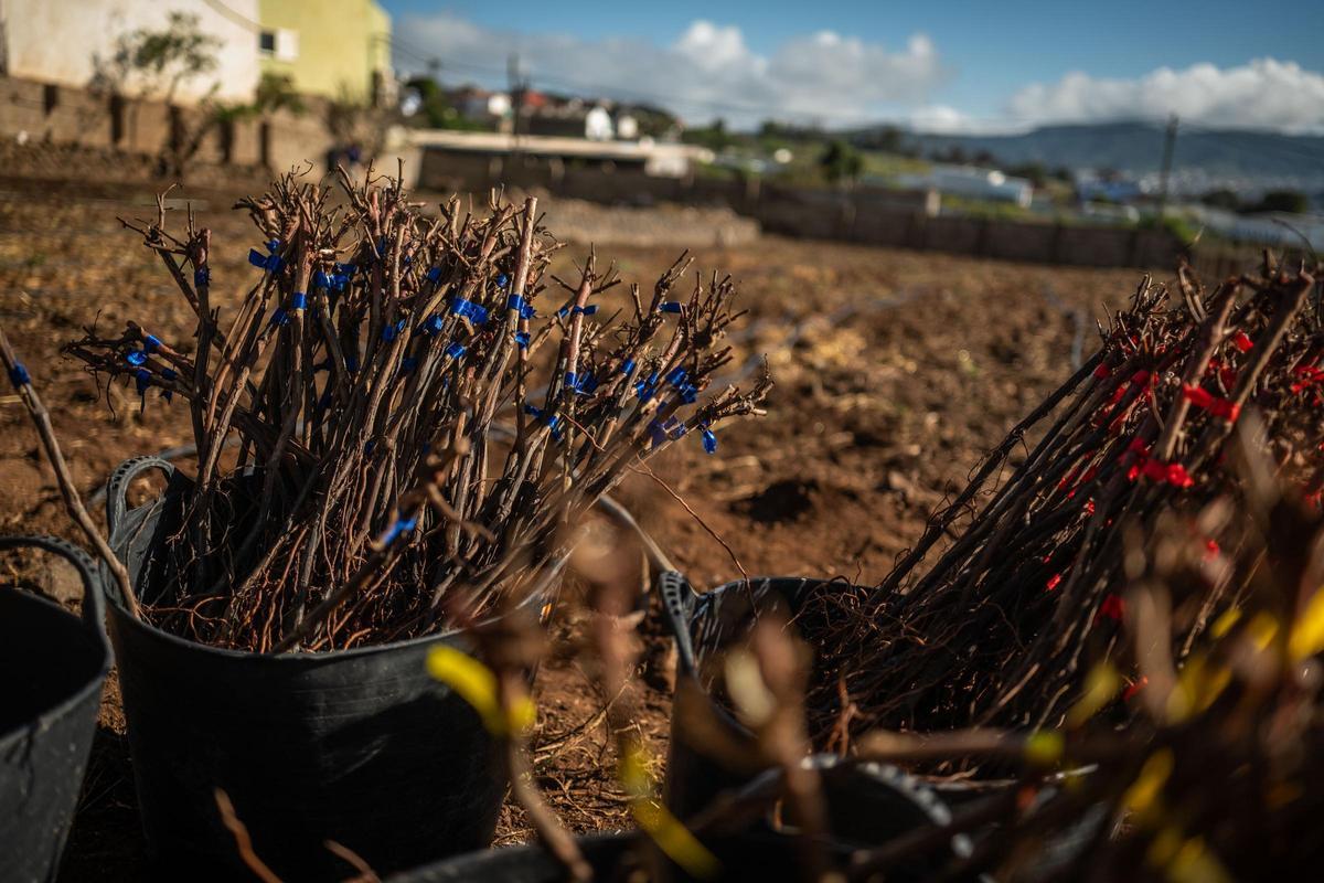 El consejero de Agricultura, Ganadería, Pesca y Soberanía Alimentaria del Gobierno de Canarias, Narvay Quintero, visita una finca en Los Baldíos, donde el Ejecutivo canario, en colaboración con viticultores de las Denominaciones de Origen Protegidas de Vino de las islas, desarrolla un proyecto piloto con patrones americanos de viña para evaluar su resistencia a la filoxera