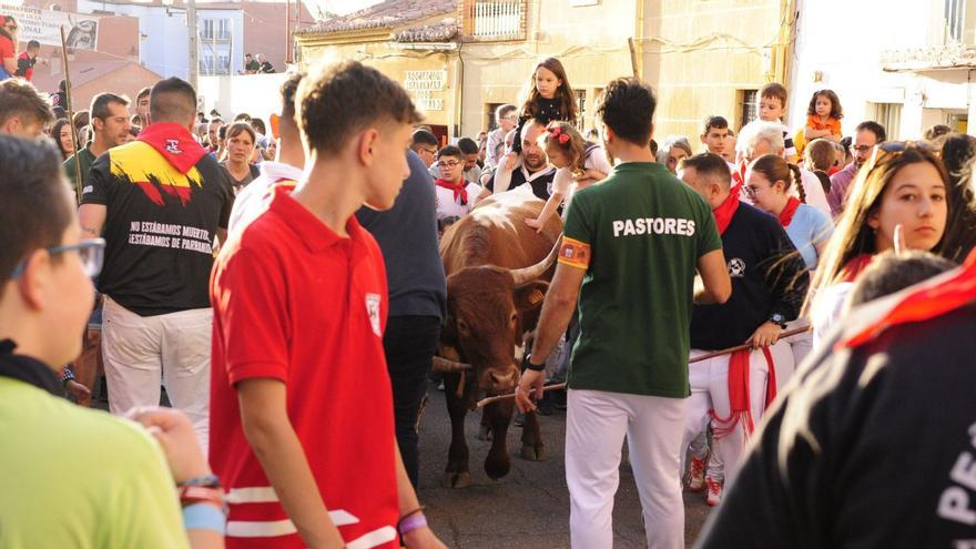 Y los mansos heredaron la fiesta en Benavente