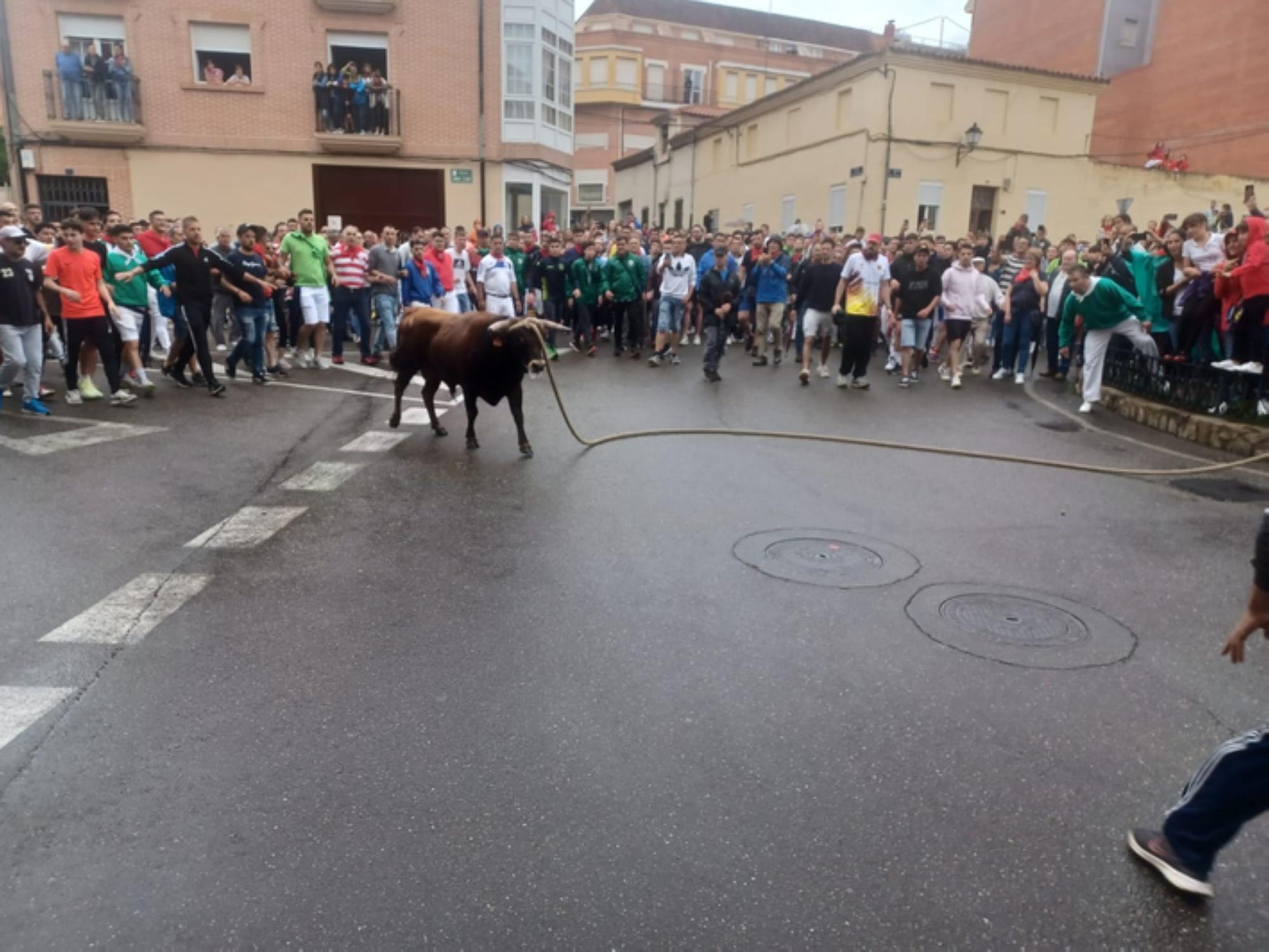 Fiestas del Toro en Benavente: El torito Berrón completa el recorrido en 26 minutos