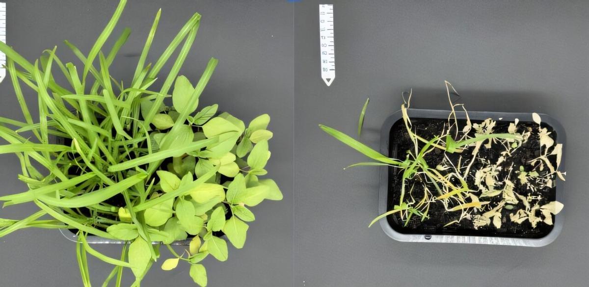 Evolución del control de malezas 7 días después de la aplicación del nanoherbicida verde, en comparación con el control sin aplicación.