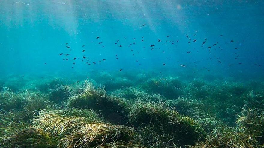 La posidonia de Ibiza y Formentera