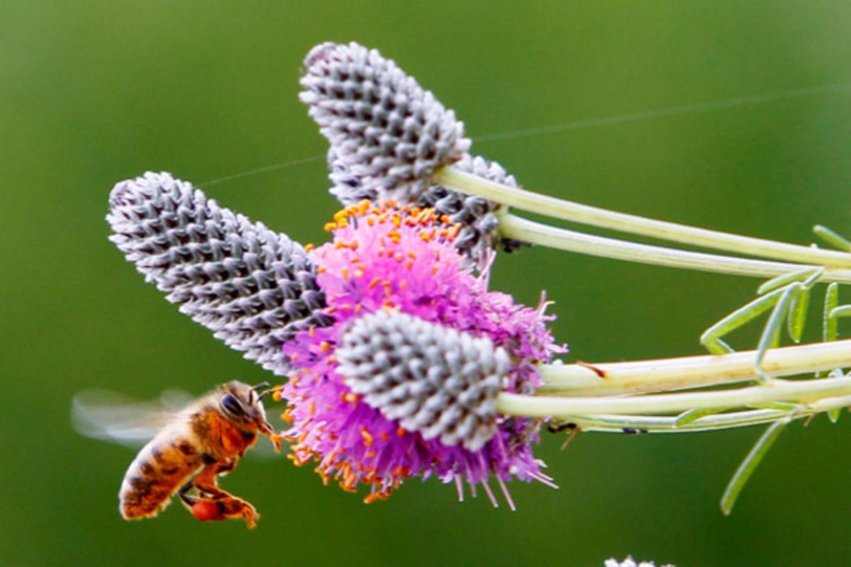 Una abella femella pol·linitza una flor als jardins de l’Ajuntament de Chicago (Estats Units).