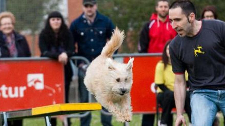 Un perro en una de las exhibiciones de habilidades celebrada el sábado en el marco de Jardinequip.