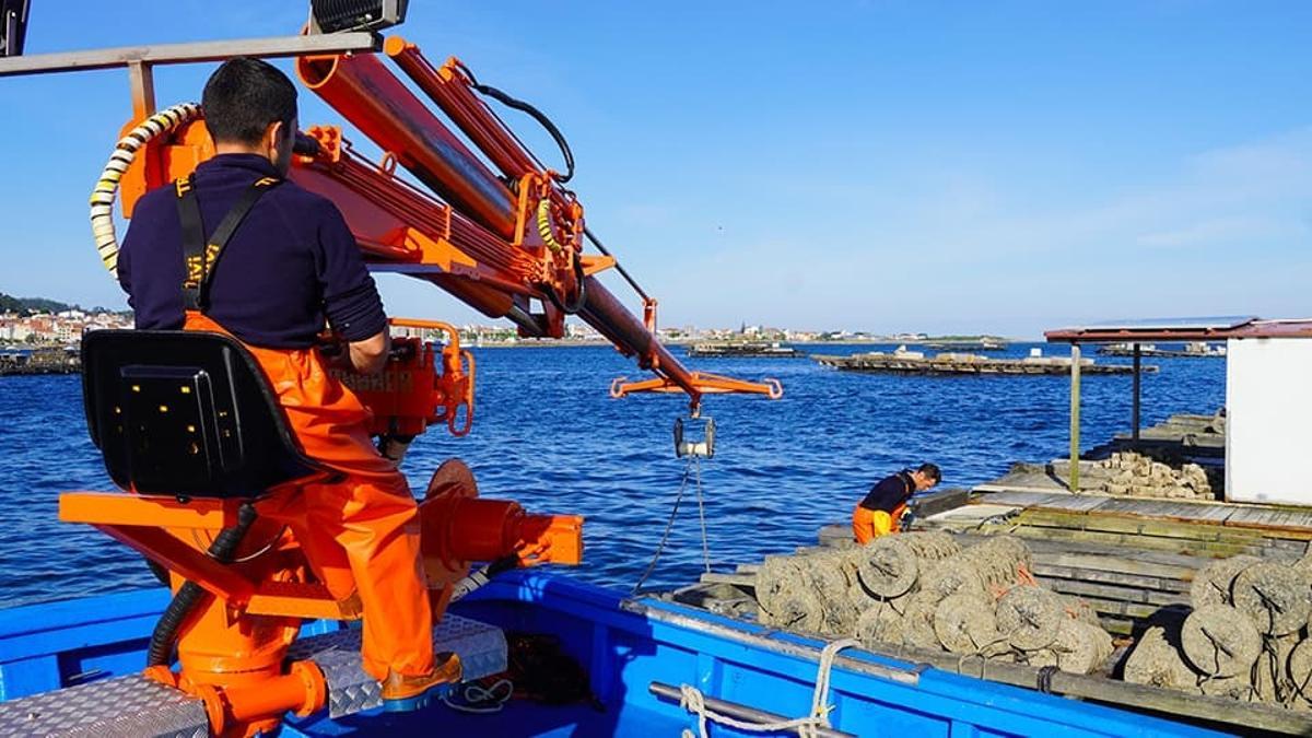 Una de las diez bateas de A Ostreira dedicadas al preengorde de semilla de almeja y ostra.