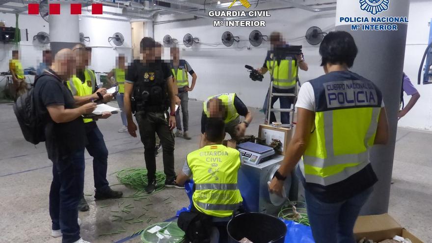 Incautan 5,5 toneladas de marihuana en cuatro plantaciones en Barcelona