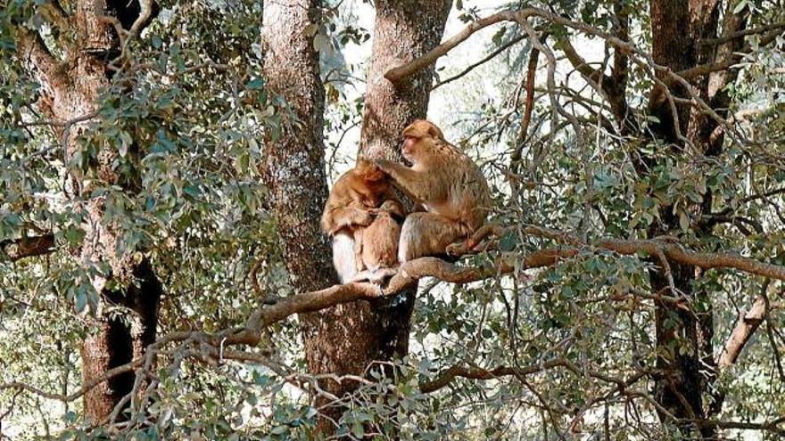 Dos macacos de Berberia a la branca d&#039;un dels cedres centenaris amenaçats del Marroc