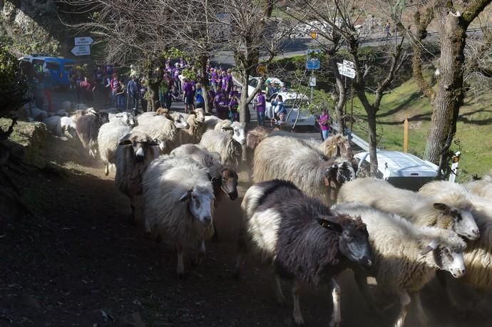 08-03-2020 VALLESECO. Feria del Queso y ruta trashumante femenina en el Cruce de Cueva Corcho. Fotógrafo: ANDRES CRUZ  | 08/03/2020 | Fotógrafo: Andrés Cruz