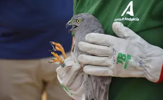 Liberado un ejemplar de aguilucho cenizo en Gerena tras sufrir una colisión