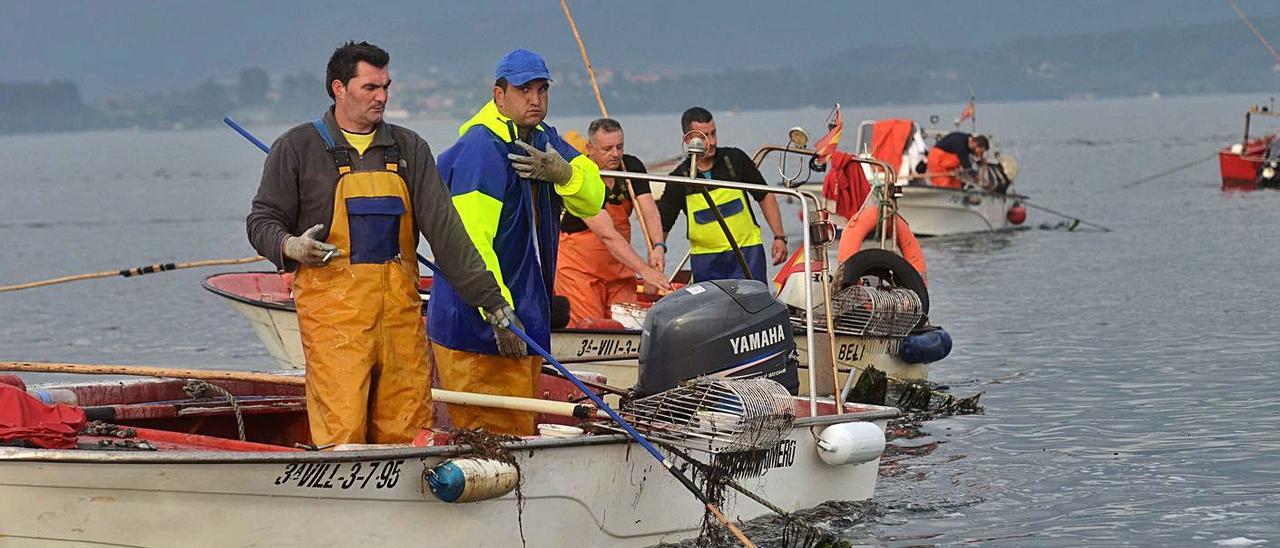 Las perspectivas del libre marisqueo para la próxima campaña no parecen nada halagüeñas.