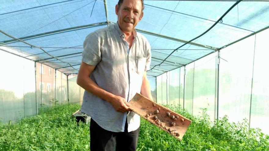 Jesús Fernández en el criadero de caracoles montado en la localidad de Ceadea.