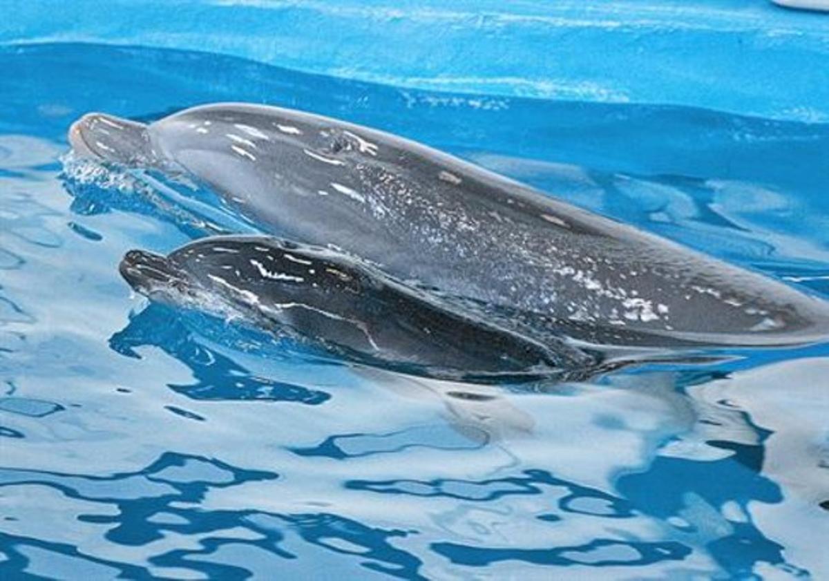 Aprenentatge 8Anak i la seva cria neden juntes al delfinari del Zoo de Barcelona, ahir. Aprenentatge 8Anak i la seva cria neden juntes al delfinari del Zoo de Barcelona, ahir.