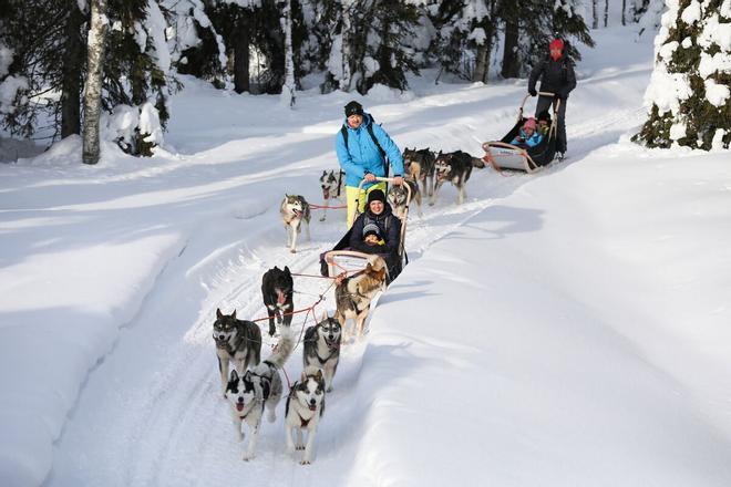 Conocer Laponia en un trineo tirado por huskies es una actividad para toda la familia. 